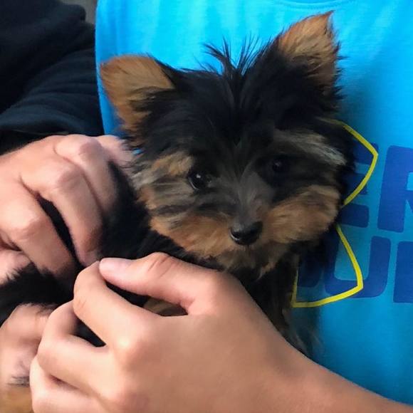 Meet your Posher, Thomas - Picture 1 of 1